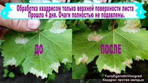 🍇 Как ПРАВИЛЬНО применять КВАДРИС на винограде чтобы
