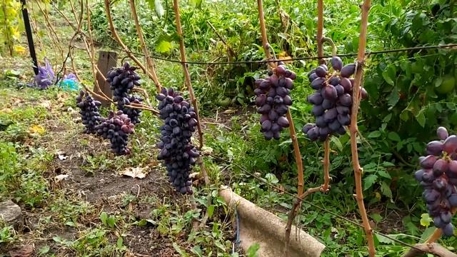 Виноград Байконур Эталон сравнение смотреть онлайн