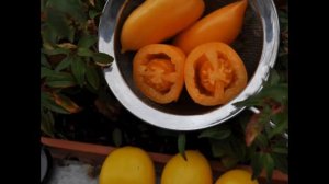 Томат чухлома-красивий, смачний і урожайний сорт