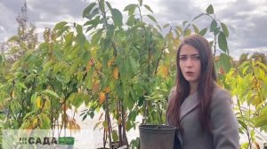 Жимолость сорт "Длинноплодная" описание и характерист