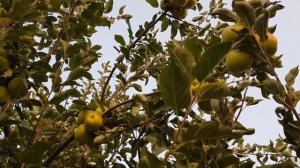 Наш сад  Узбекистан Наманган у нас самые сладкие яблок