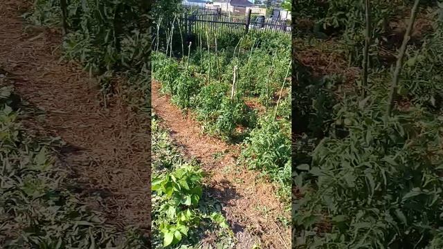 Ещё раз о мульче и самодостаточном огороде смотреть онлайн