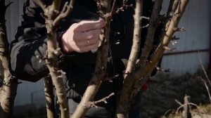 Обрезка взрослой колоновидной яблони