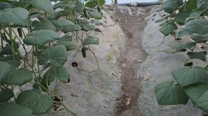 Огурец Северин, китайские теплицы, Чеченская Республи