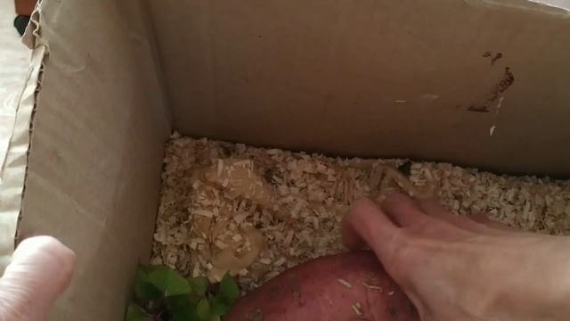 СЕНСАЦИЯ! ПРОРАСТИЛА БАТАТ, НЕ УДАРИВ ПАЛЕЦ О ПАЛЕЦ! смотреть онлайн