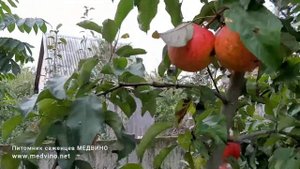Яблоня Эвелина характеристика сорта