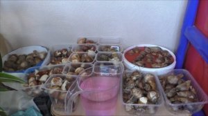 Подготовка луковичных к посадке !