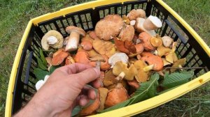 Ящик грибов за два часа? Легко! Краснодарский край.