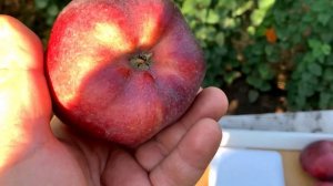 Яблоня Супер Чиф и Скарлет Спур