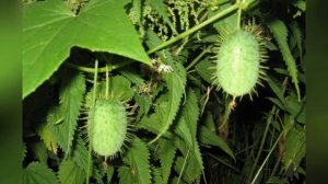 БЕШЕНЫЙ ОГУРЕЦ (ECBALLIUM)