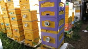 8 рамочный улей с разным типом рамок в июне на пасеке