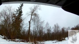 Валка деревьев на своей земле. / Моя стезя.