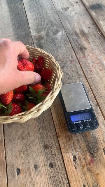 Ягода Мурано 30.08.2024 тульская обл г Кимовск смотреть онлайн