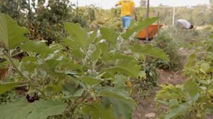 Обитатели - пермакультурная перспектива | InHabitFilm.Com