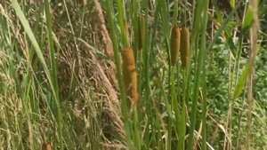 Посадил РОГОЗ на Озере Своём.