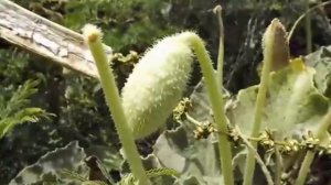 БЕШЕНЫЙ ОГУРЕЦ  (ECBALLIUM)  сем. Тыквенные