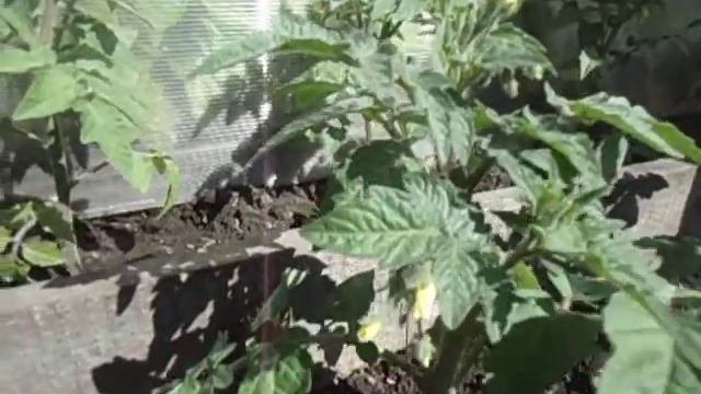 Томат Ренет оказался самым морозостойким. Обзор расса
