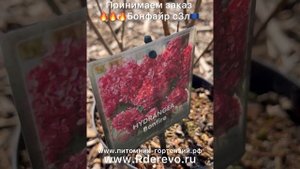 Гортензия метельчатая 🔥Bloody Marie (Hydrangea paniculata Bloody Marie) 🔥