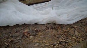Агроволокно, что это? Плёнка лучше или нет?