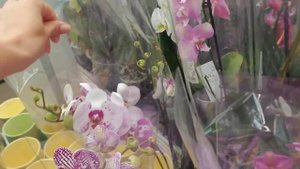 Шок! OBI сегодня удивил Очень Редкие Орхидеи на полках и