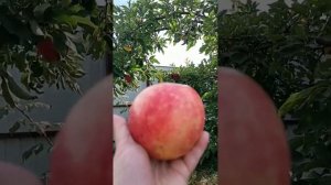 Урожай ароматные яблоки