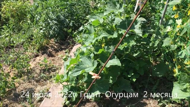 Огурцы в горшках (часть 5) Неудачный опыт. Финиш. смотреть онлайн