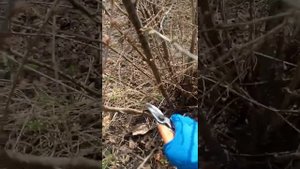 Вишня войлочная. Обрезка весной | Prunus tomentosa