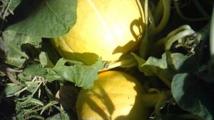 Срезка тыквы сорта "Улыбка"