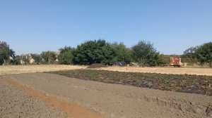 Подготовка траншей для голубики