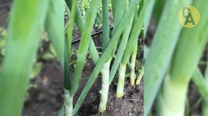 Все Хитрости посадки Лука Севка под Зиму! Секреты боль