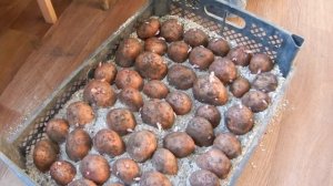 Готовим картофель к посадке  #как_подготовить_картофе?