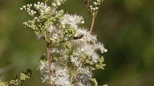 Пчела собирает нектар на цветущей таволге. 8 июля 2025 г