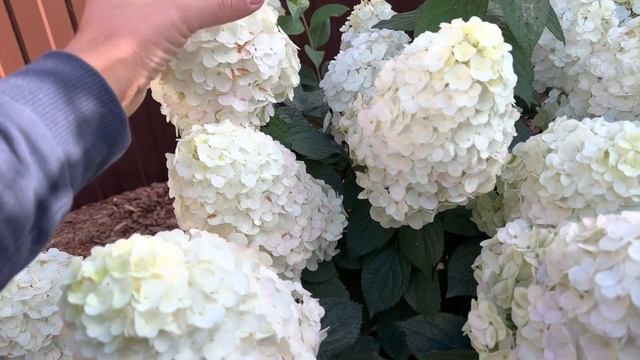 Настоящий хит 2022 Hydrangea paniculata Samarskya Lydia (Rensam/Framboisine ). смотреть онлайн
