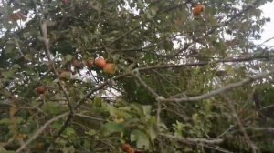 Староминская. Чернослив