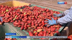 Аграрии Котляревской увеличили сбор томатов в 10 раз