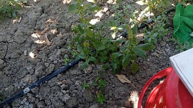 Слива Ненька смотреть онлайн