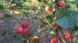 Яблоня ДАРК РУБИН с плодами превосходного качества /?