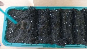 Сеем нивяник - неприхотливый многолетник