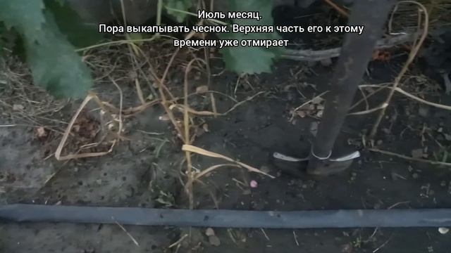 Чеснок белый голландский из супермаркета. Посадка осе