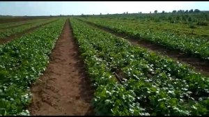 Санто - кориандр от Саката.