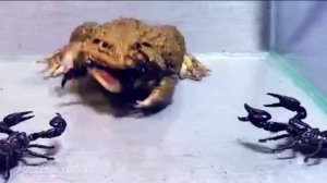 Драма - азиатская лягушка с большим черным скорпионом🙄