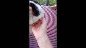 24 часа с кошкой мурой