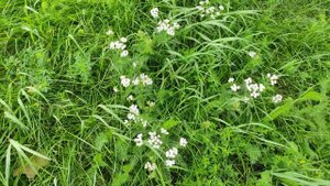 Кумин он же Зира растет днём на улице