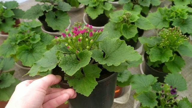 Цинерария гибридная. Развитие на 6 февраля. смотреть онлайн