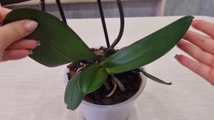 Орхидея без точки роста😱 вырастила прикорневую детк?