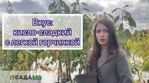 Жимолость Берель ОПИСАНИЕ И ХАРАКТЕРИСТИКА СОРТА