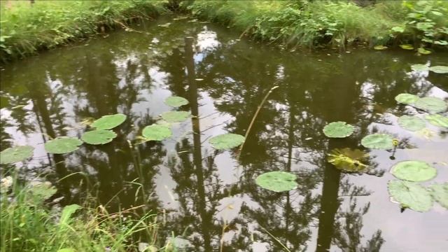 Как сажать ЛОТОСЫ из семян в своем водоеме..Дубль два смотреть онлайн