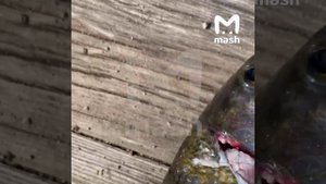 На Байкале нашествие бакланов.