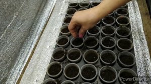 Ранний посев 2020г.огурца на стакан