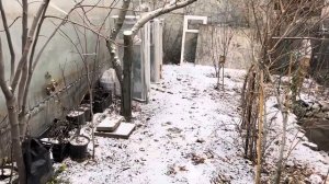 Зимовка цитрусовых на улице